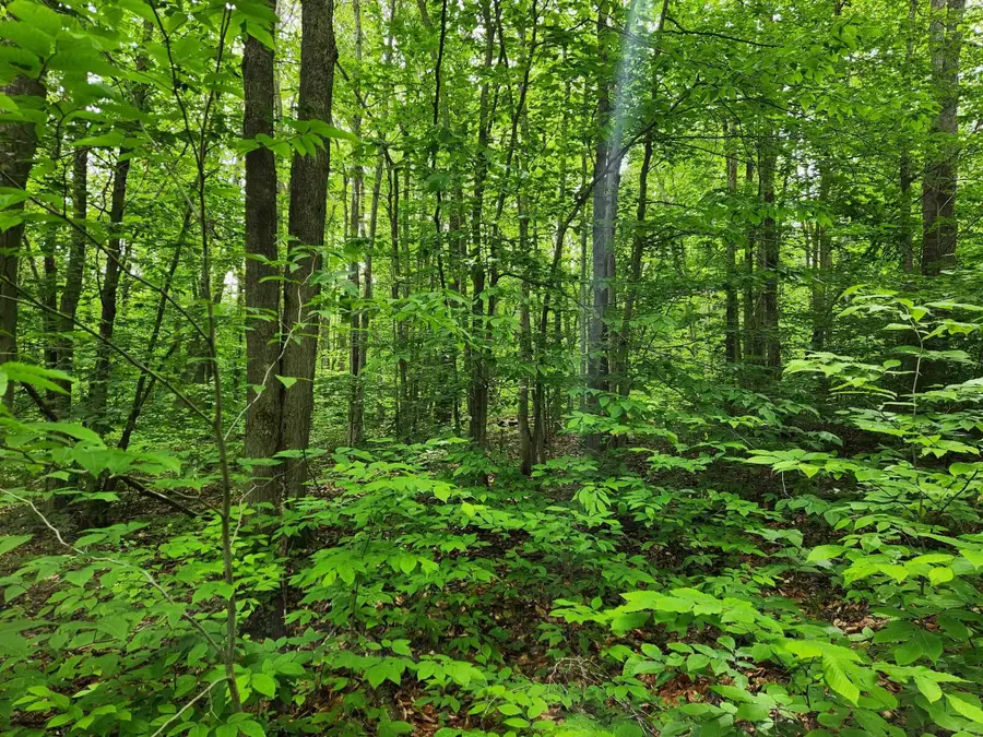 10 Acres Blue Lake Road, Ne, Kalkaska, MI 49646 - #2