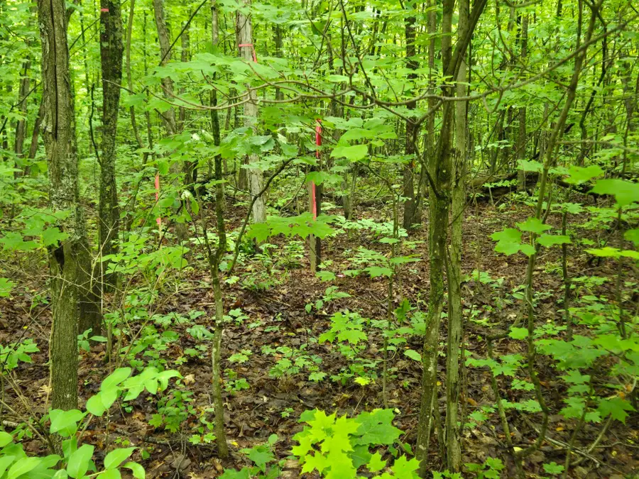 Parcel 1 Maple, Benzonia, MI 49616 - #3