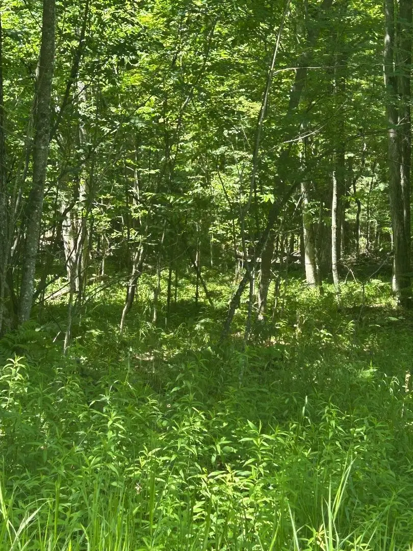S Point Lookout, Au Gres, MI 48703 - #3