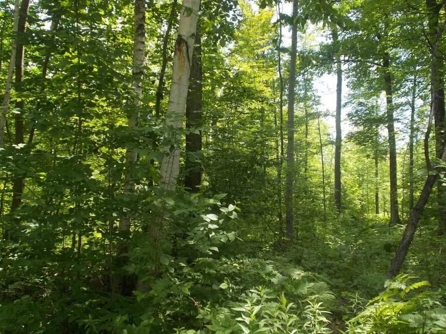 Fern, Hale, MI 48739 - #3