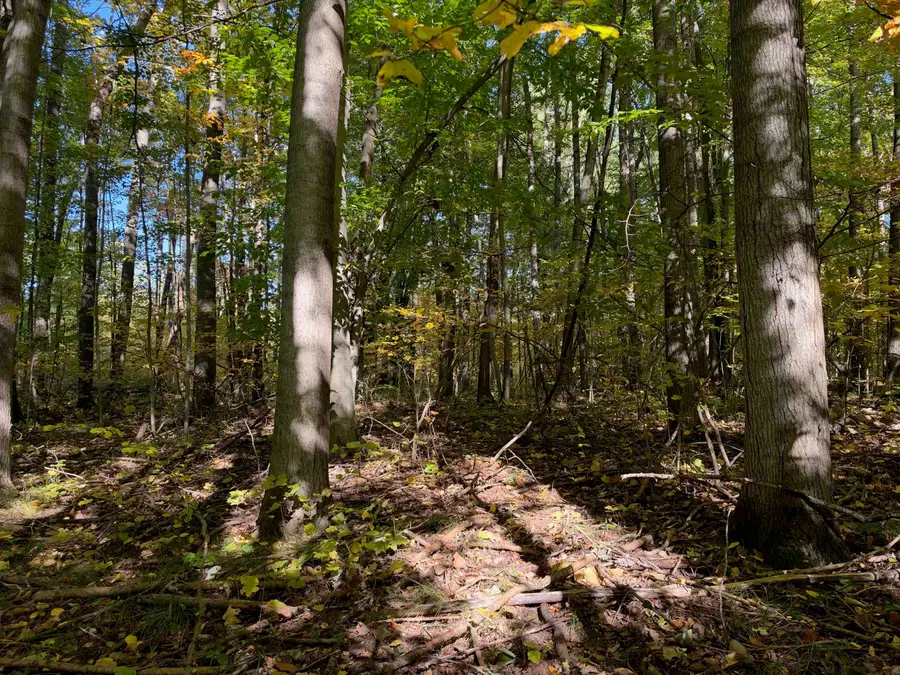Ticino, Reed City, MI 49677 - #3