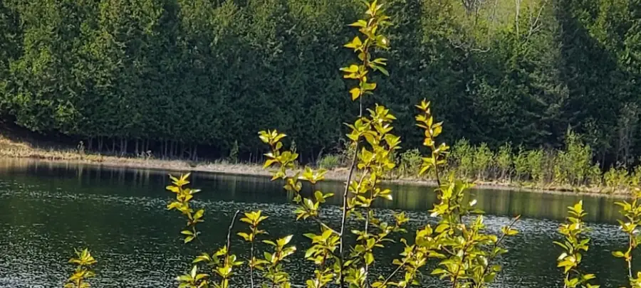 PARCEL A Woodland Avenue, Atlanta, MI 49709 - Image #3