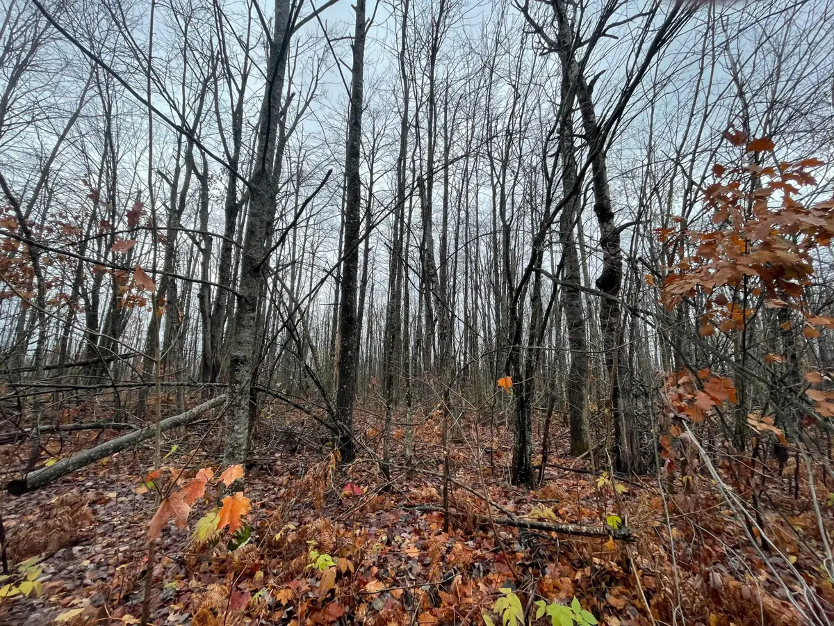 LOT 46 Louise Drive, Elmira, MI 49730 - Image #1