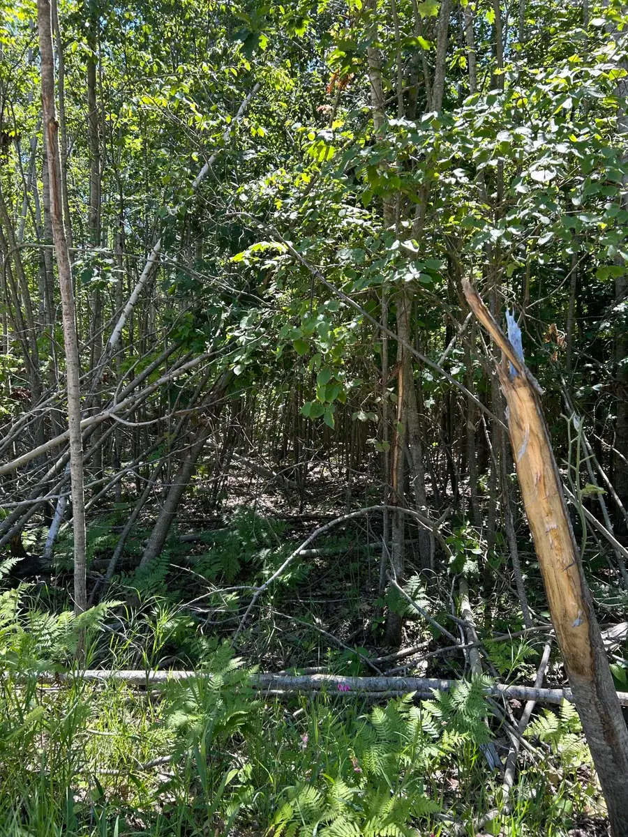 Parcel C Woodmansee Road, Cheboygan, MI 49721 - Image #3