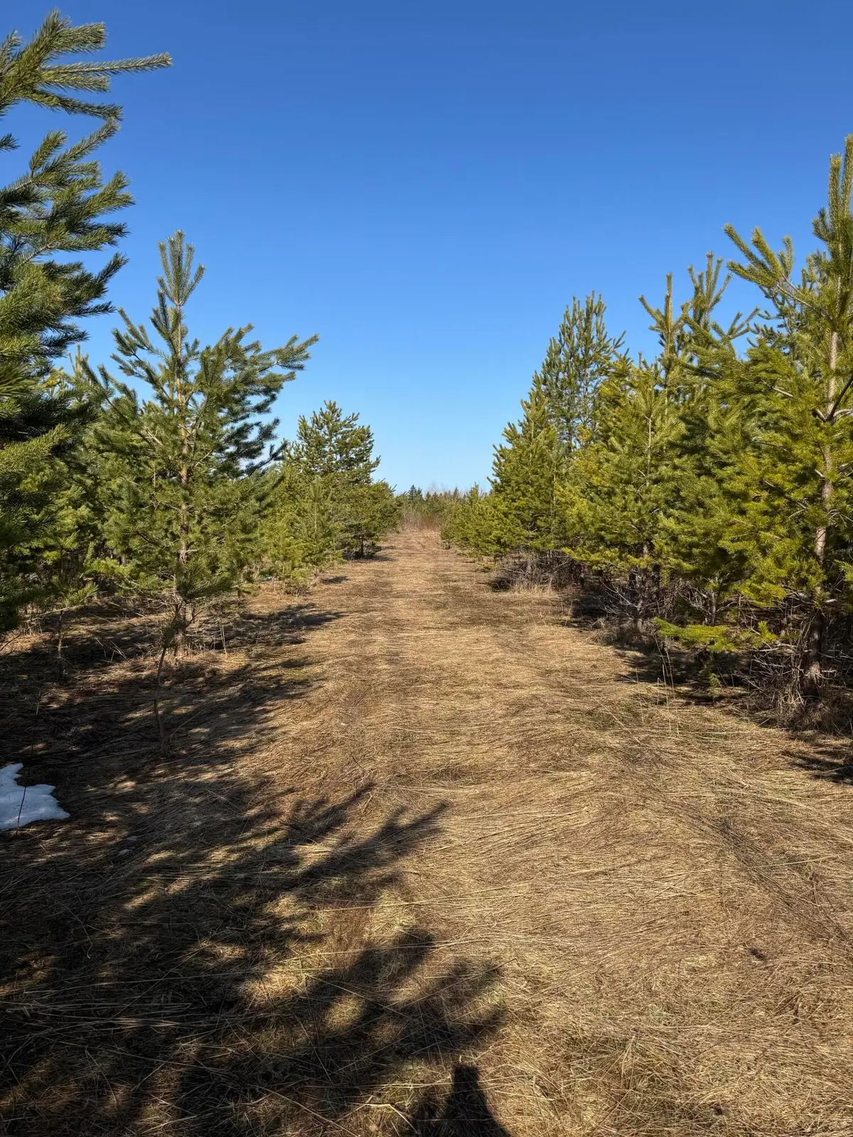 54.4 acres S Mackinac Trail, Dafter, MI 49783 - Image #1