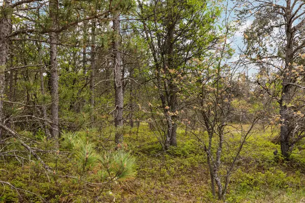 110 Acres Winding Road, Lewiston, MI 49756