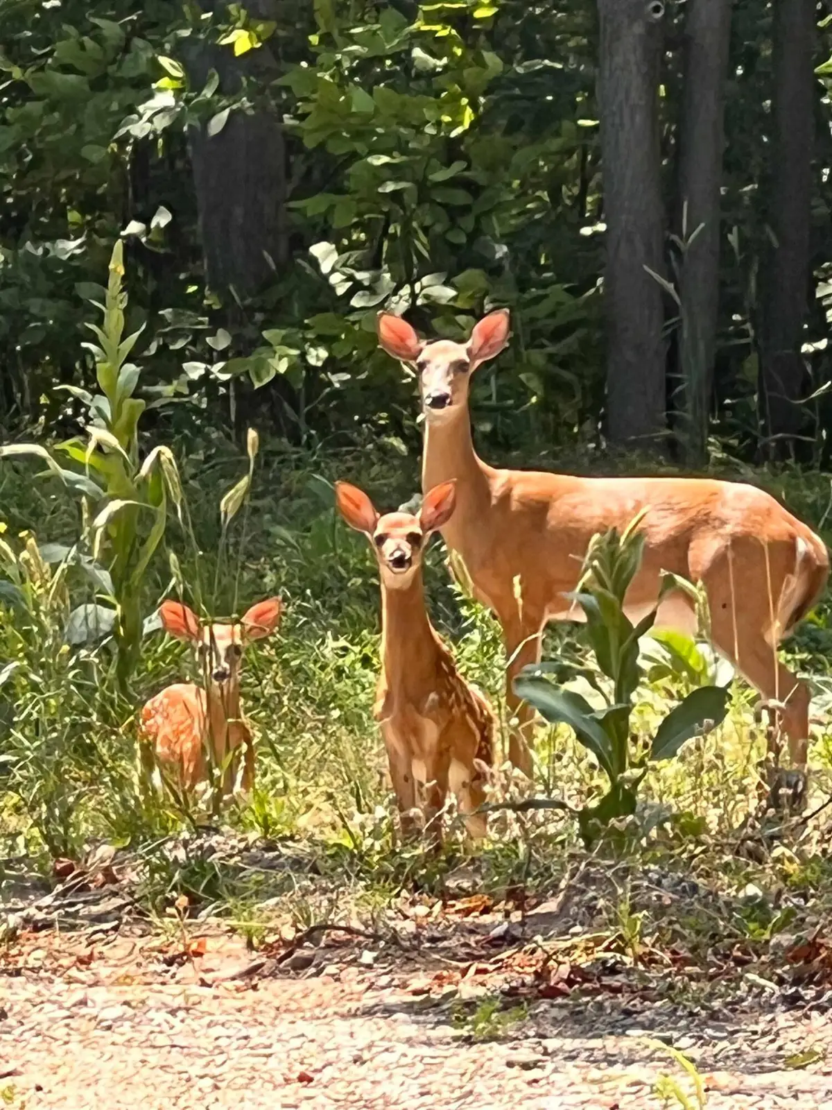 3037 Deer Trail, Gaylord, MI 49735 - Image #1