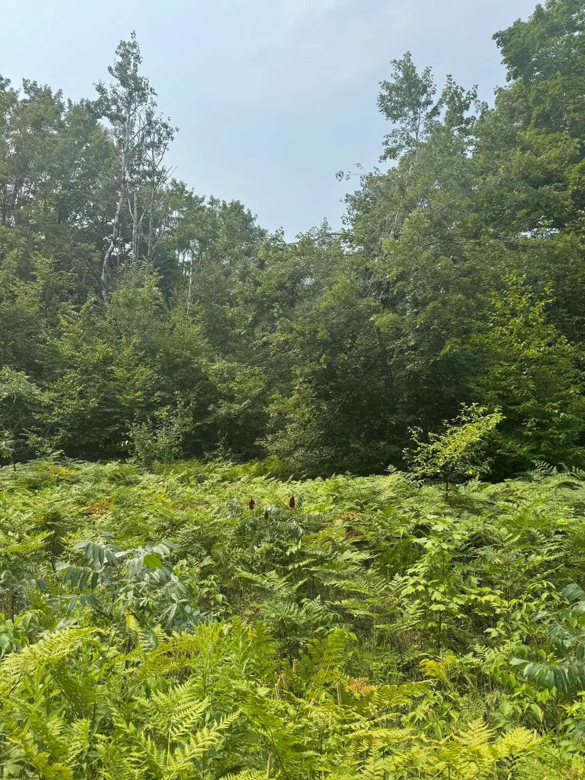 1.75 AC V/l Bradford Drive, Frederic, MI 49733 - #1