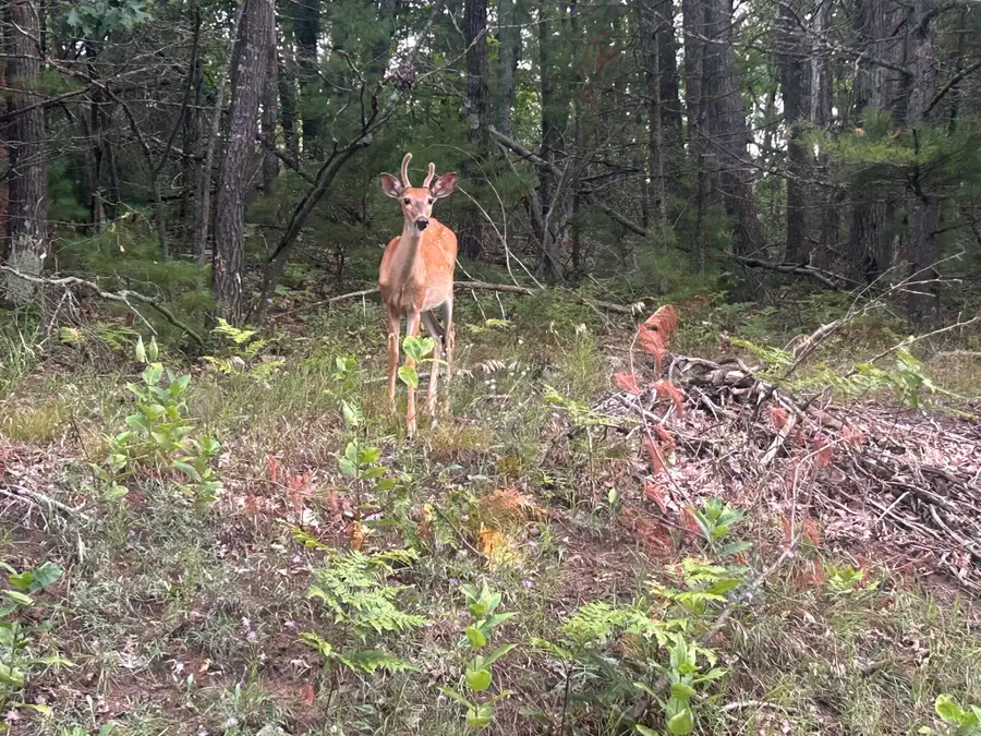 V/L W Pinecrest Circle, Hillman, MI 49746 - Image #3