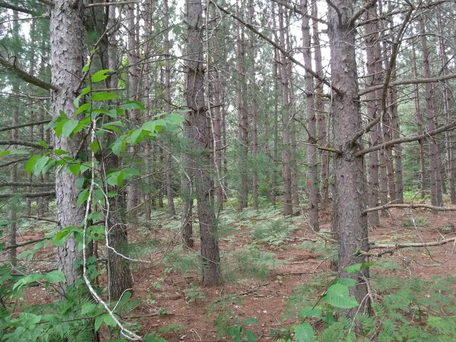 Longfellow Drive, Cheboygan, MI 49721 - Image #3