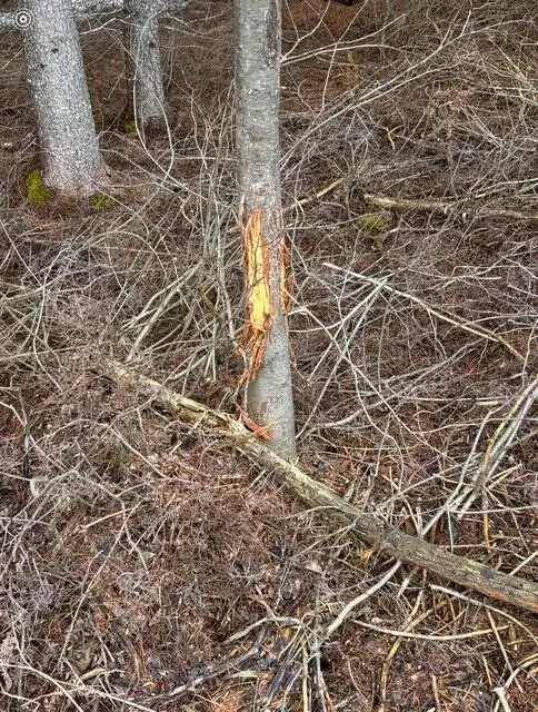 PARCEL A-1 Oslund Road, Mancelona, MI 49659 - Image #3