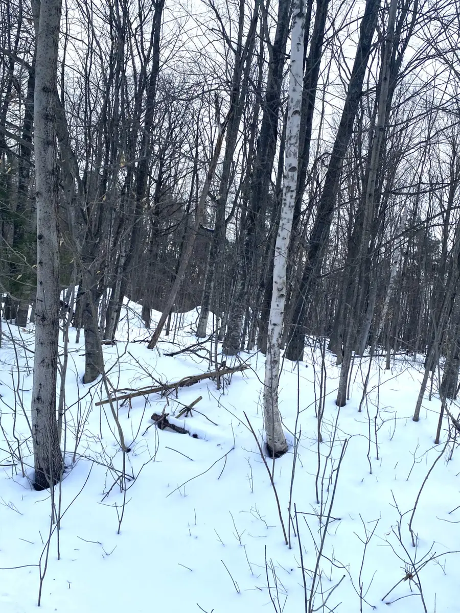 8667 W Black Lane, Cheboygan, MI 49721 - Image #3