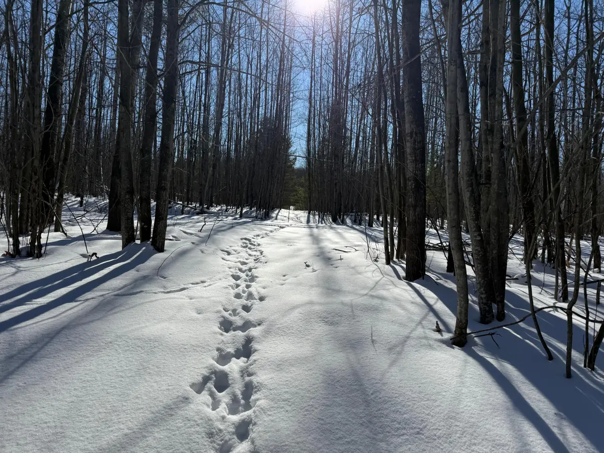 V/L 19.92A King Road, Black River, MI 48721 - #1