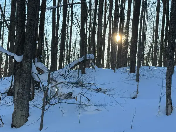 10.08 AC Tower Road, Vanderbilt, MI 49795