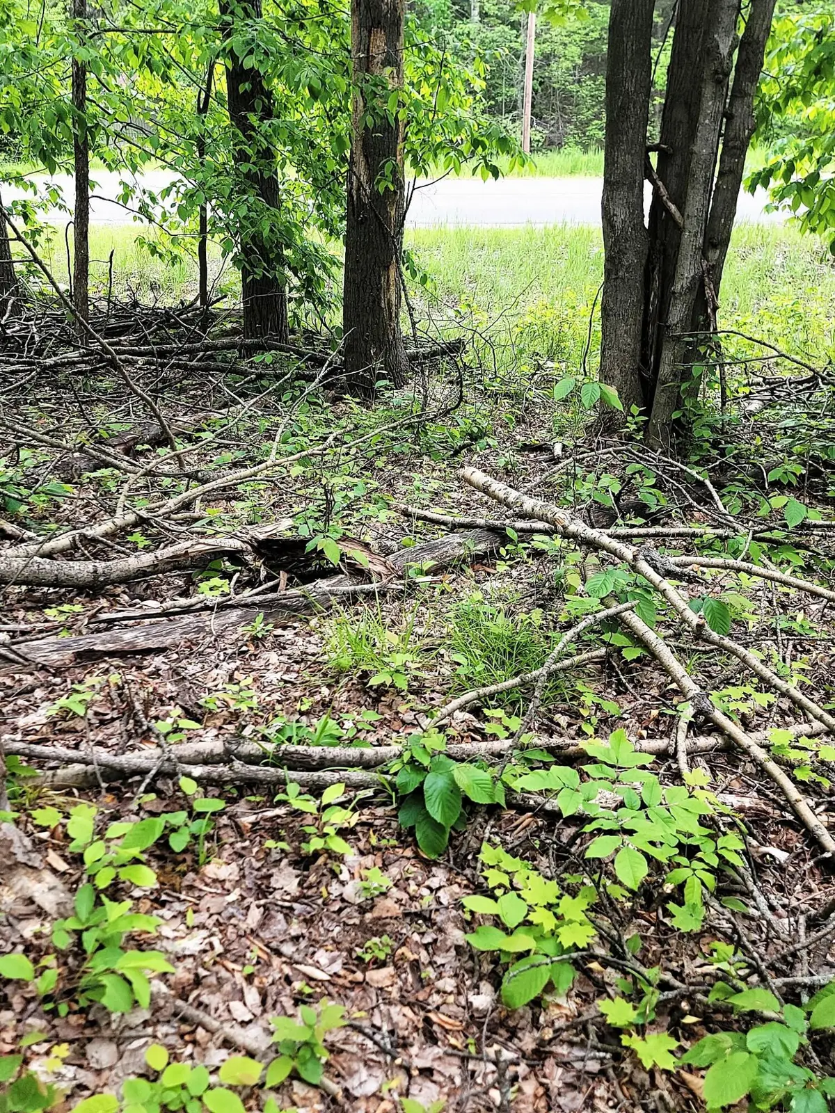 Lot 58 Lance Lake Road, Wolverine, MI 49799 - #1