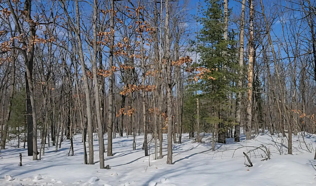 Lot 297 Nottingham Drive, Frederic, MI 49733 - #1