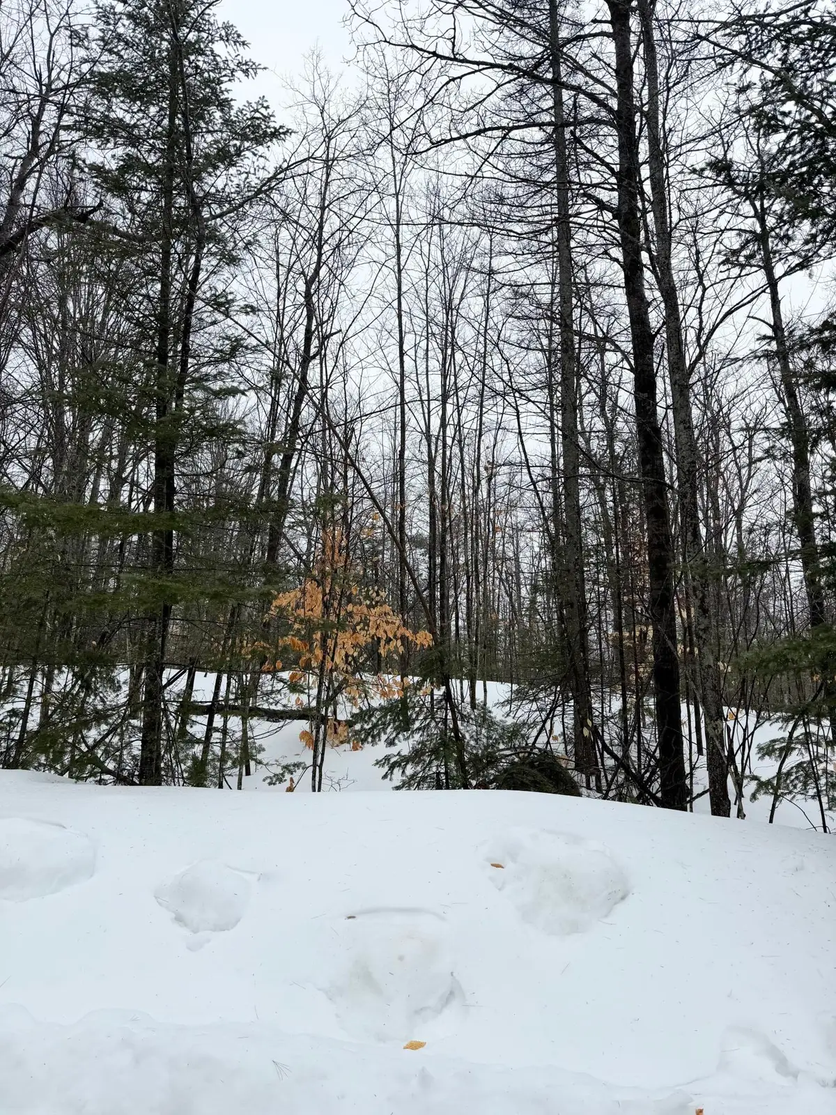 Lot 67 Birch Lane, Frederic, MI 49733 - #1