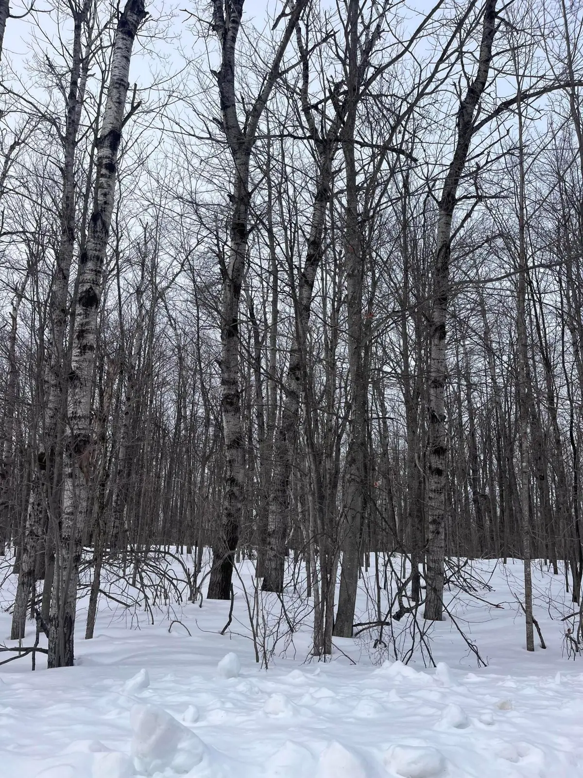 Lot 346 Pine Grove Drive, Elmira, MI 49730 - #1