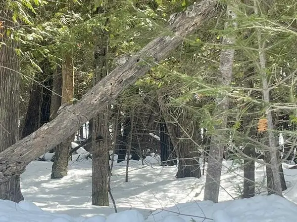 3.08 AC E Huron, Bois Blanc, MI 49775