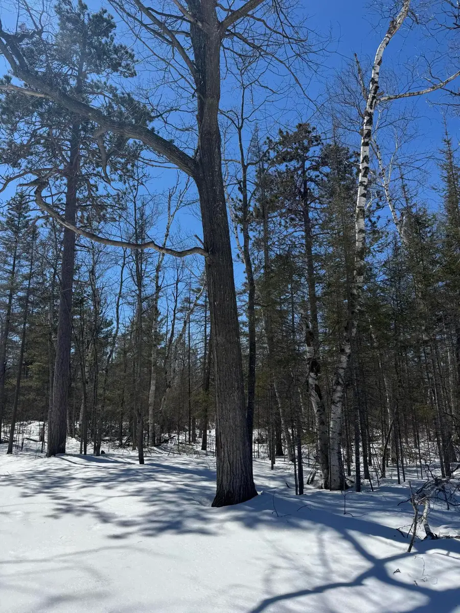 Lot 195 Kauffman Road, Presque Isle, MI 49777 - #3