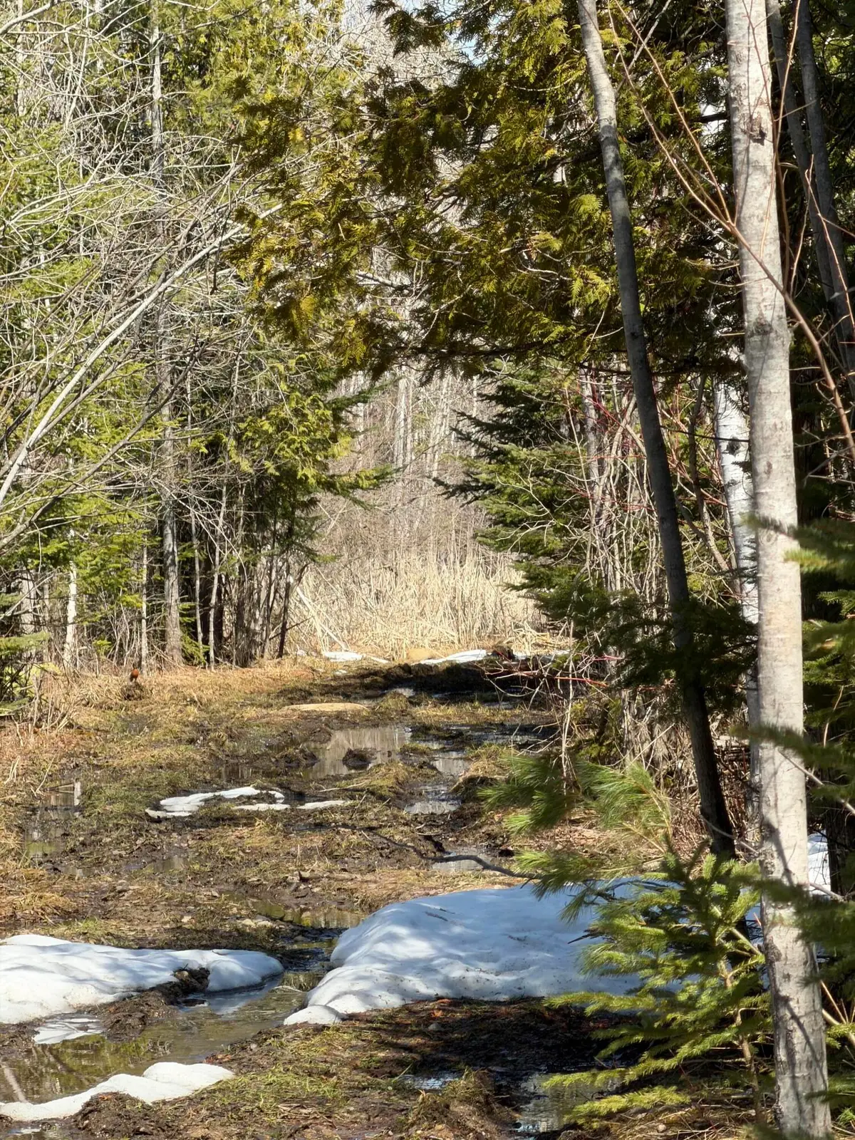 139 AC Witt Road, Alpena, MI 49707 - #1