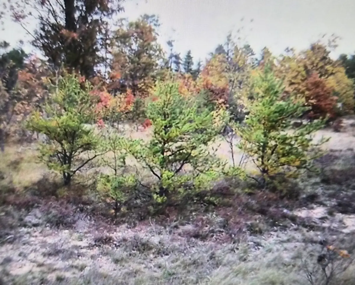 Lot 2 Northwood Drive, Grayling, MI 49738 - #1