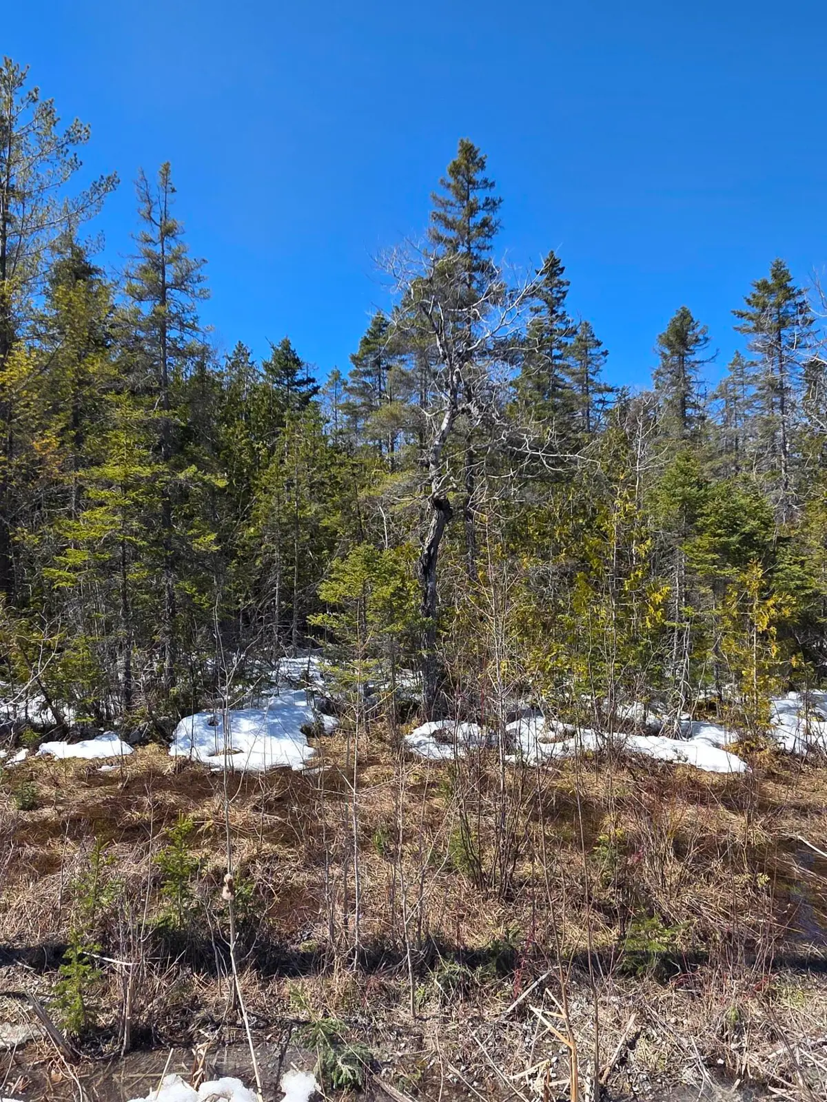 245 Winyah Drive, Alpena, MI 49707 - #1