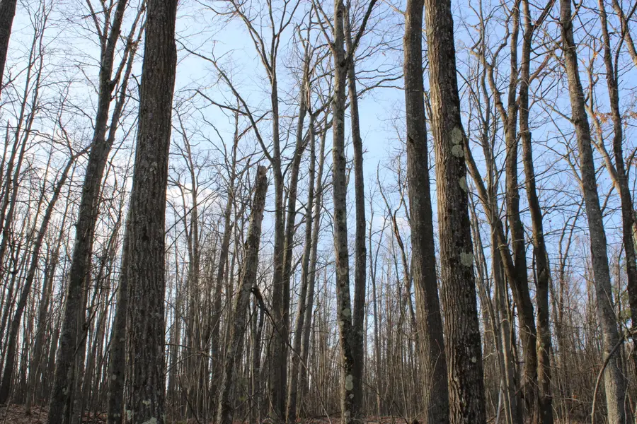 Parcel 1 Hardy Grade Road, Fairview, MI 48621 - #3