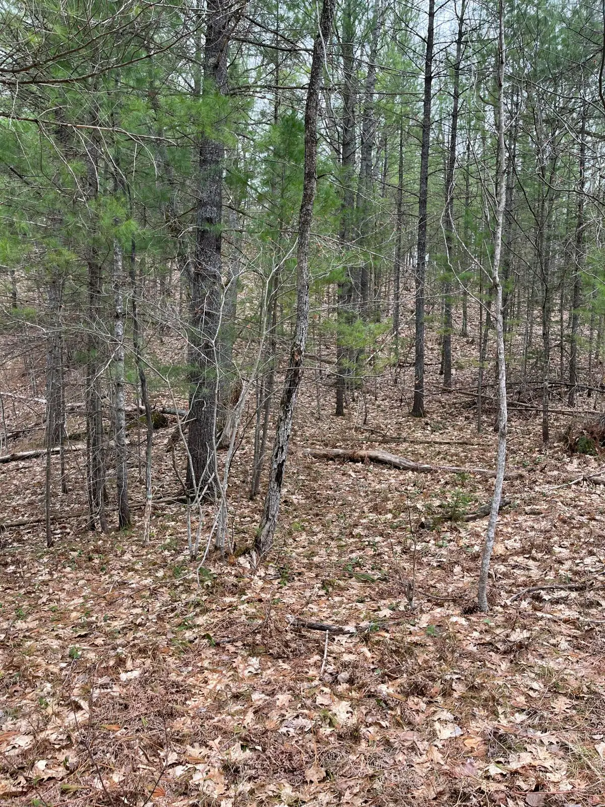 2687 Birchcrest Drive, Kalkaska, MI 49646 - #1