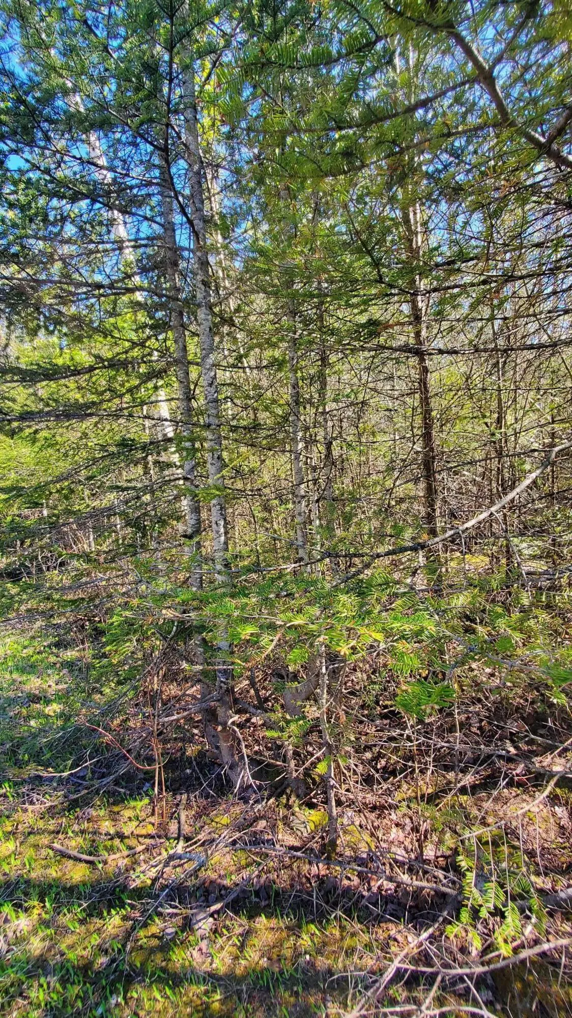 Lot 292 Bay View Drive, Presque Isle, MI 49777 - #1