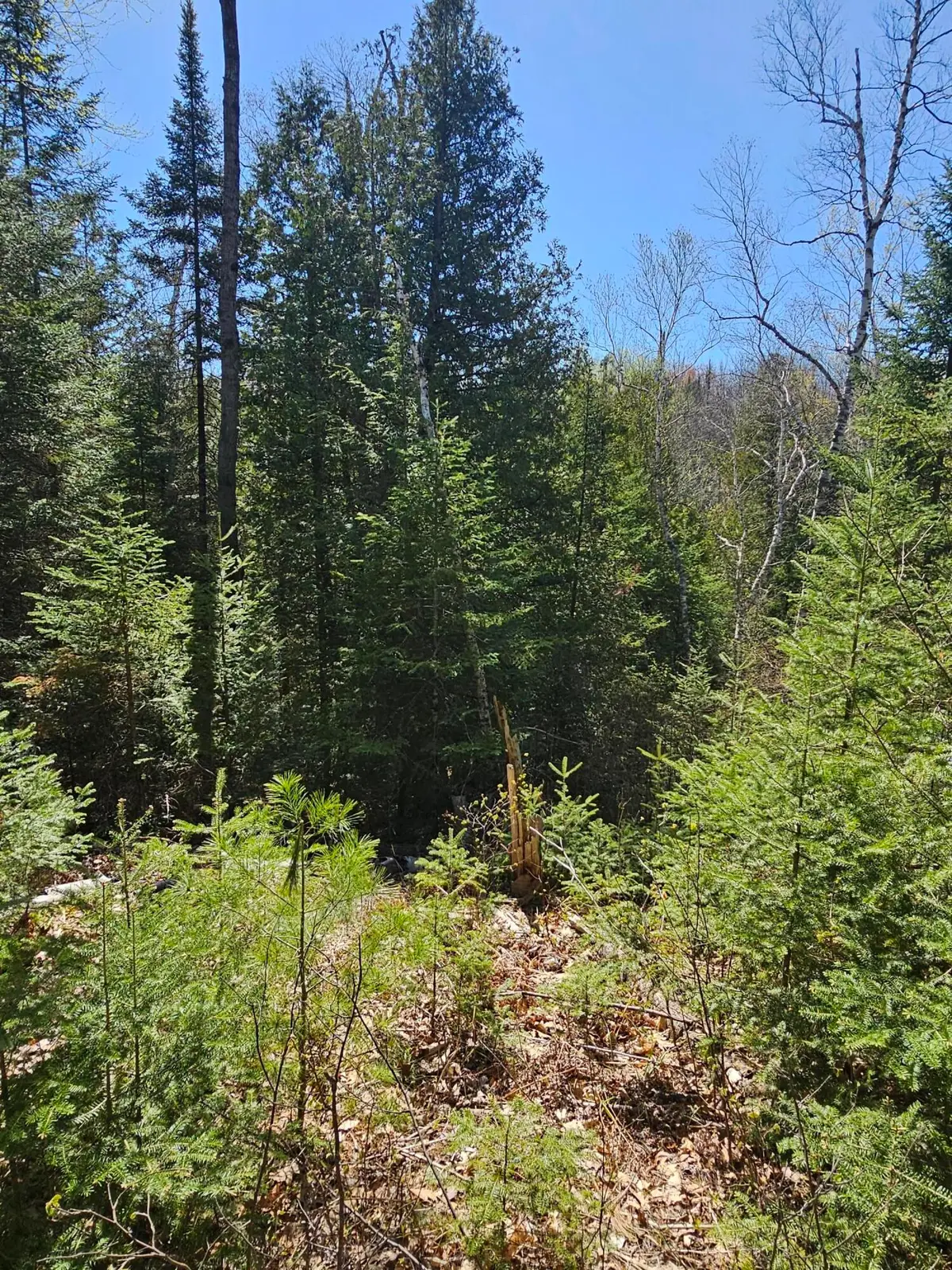 2.95 AC Squires Drive, Mio, MI 48647 - #1