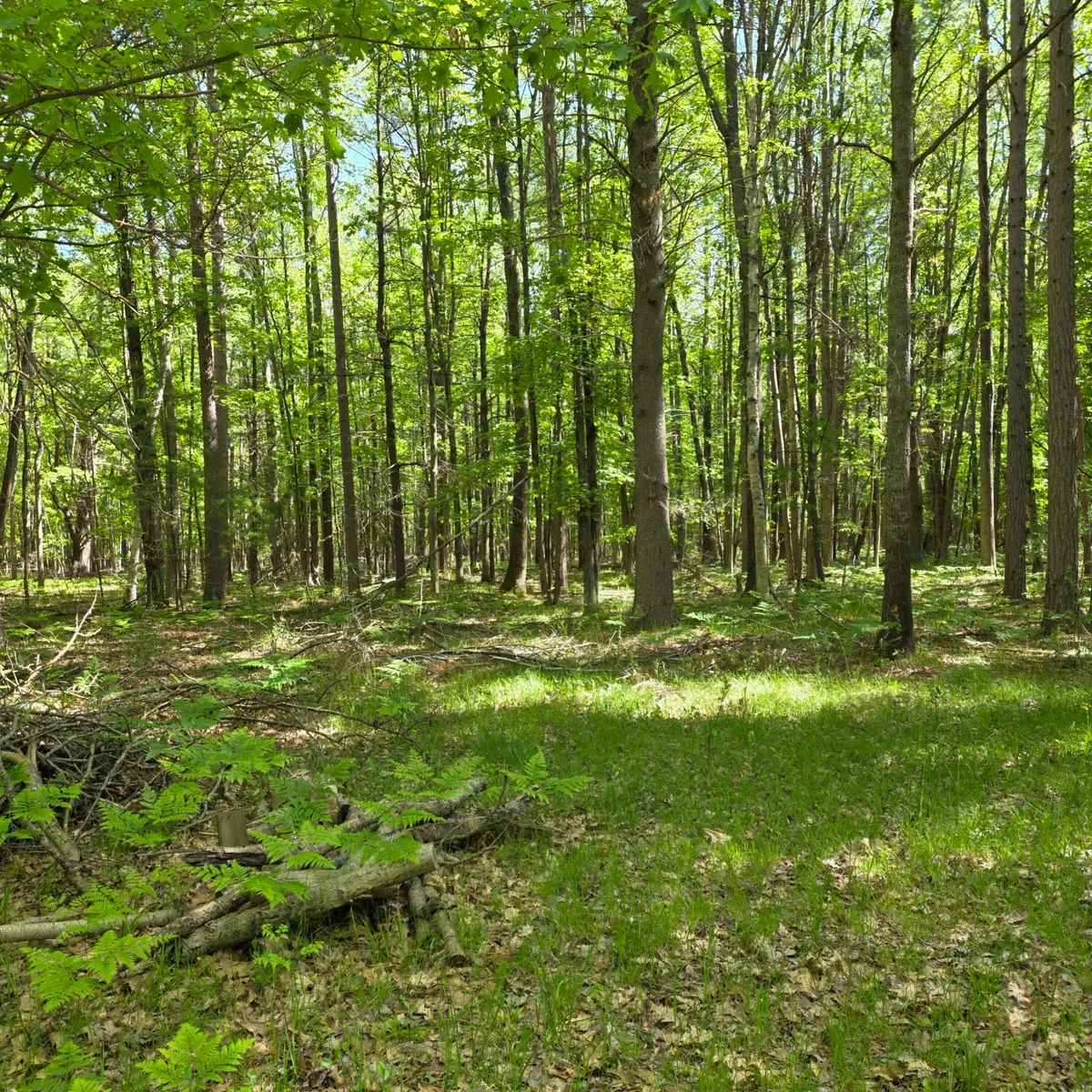 831 E London Road, Harrisville, MI 48740 - #1