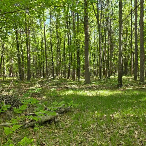 831 E London Road, Harrisville, MI 48740