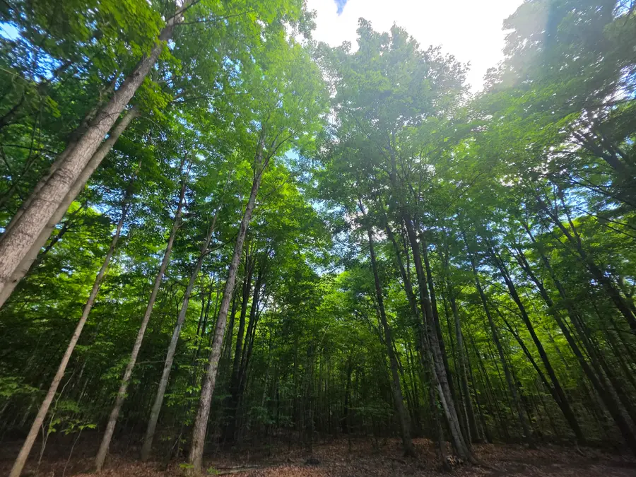 10.06 ac Jones Road, Glennie, MI 48737 - #3
