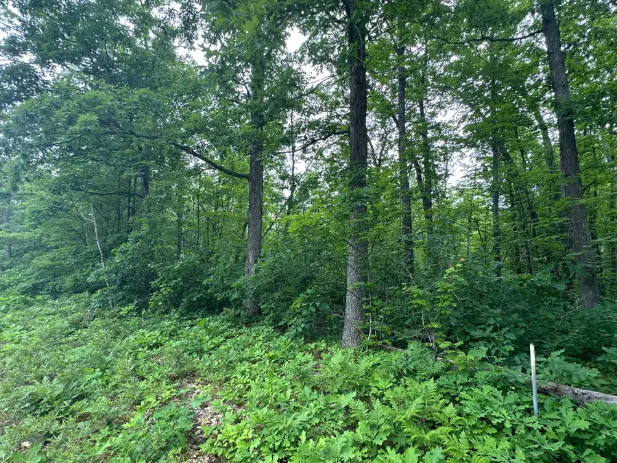 Skyline Road, Grayling, MI 49738 - #3