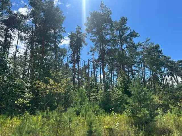 Parcel 6 W Mccoy Road, Gaylord, MI 49735 - #1