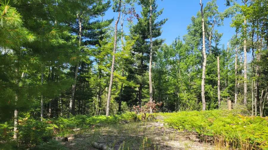 14542 W Shoreline Drive, Wolverine, MI 49799 - #3