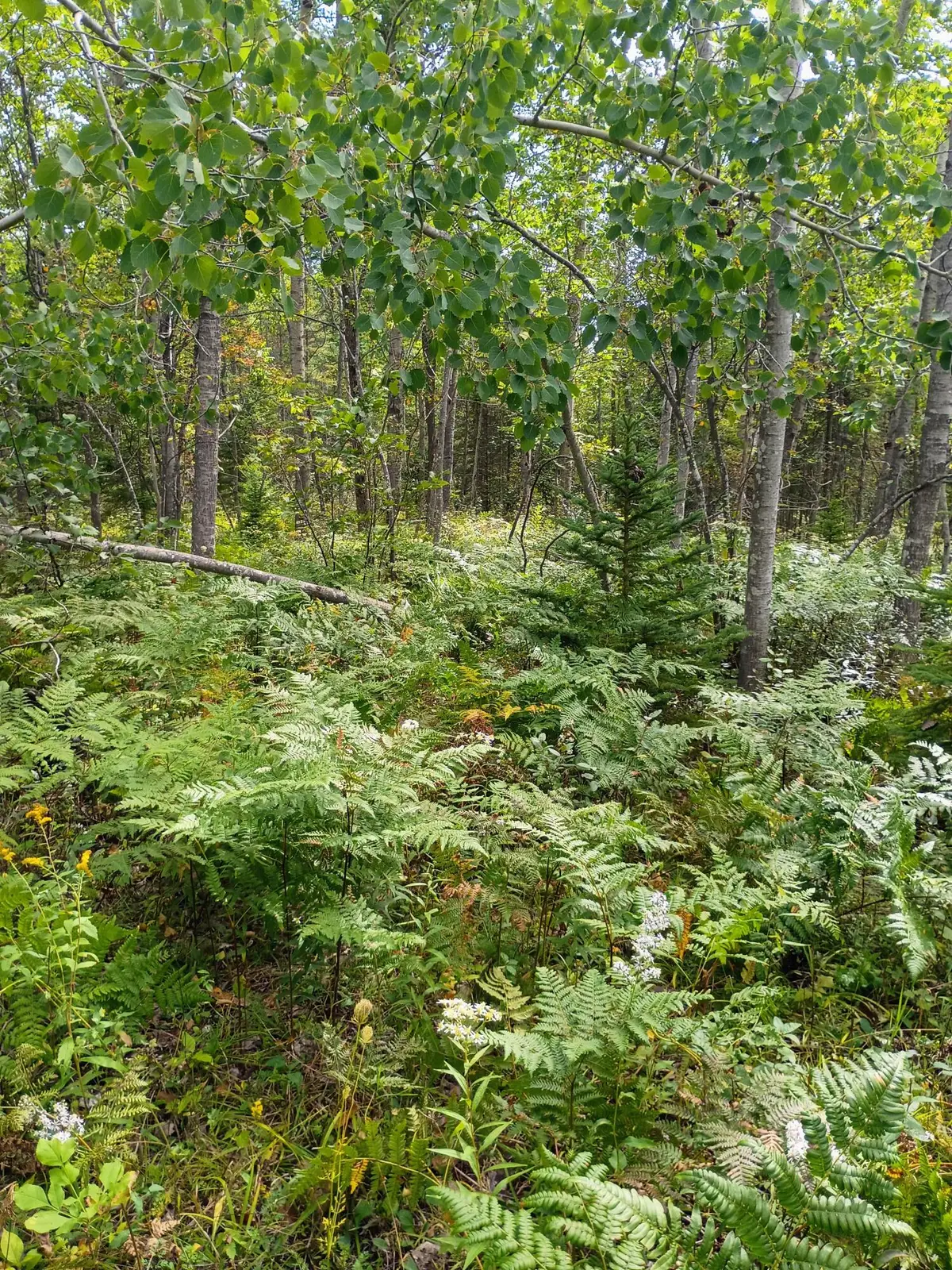 V/L 6.12AC W Long Lake Road, Alpena, MI 49707 - #1