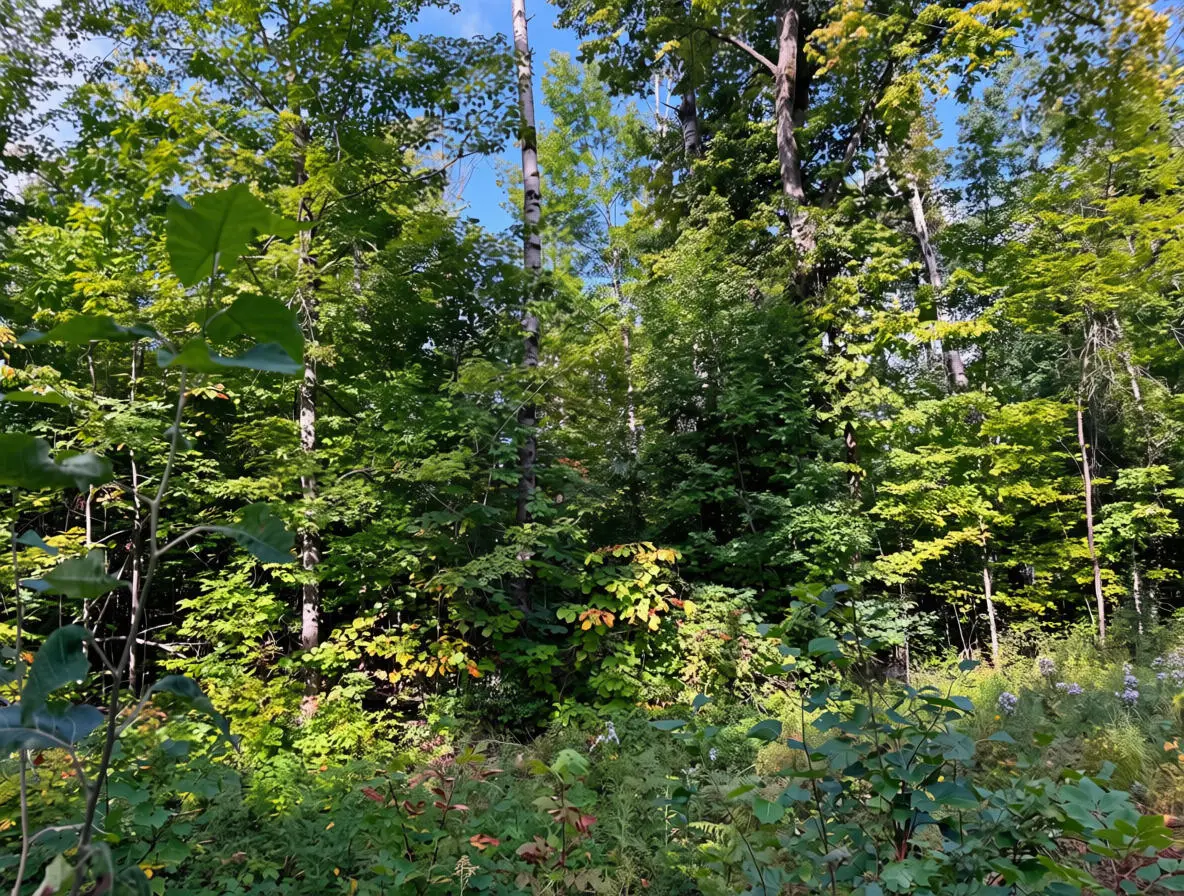3397 Indian Road, Brutus, MI 49716 - #1