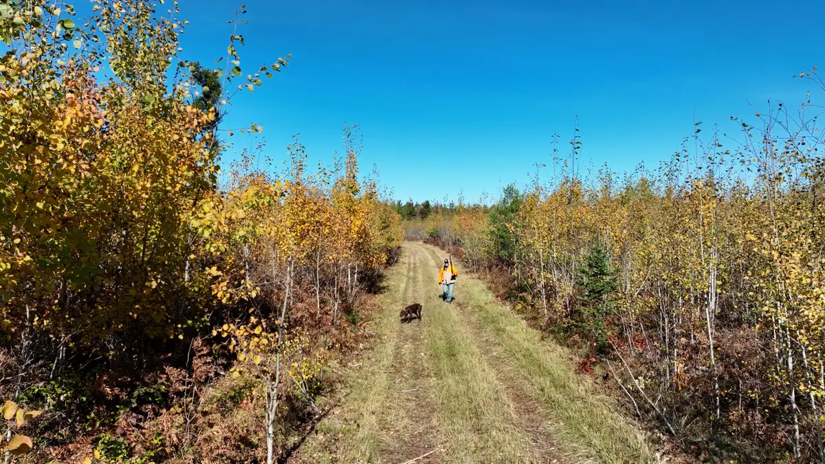 23030 Bowden Trail, Hillman, MI 49746 - #1