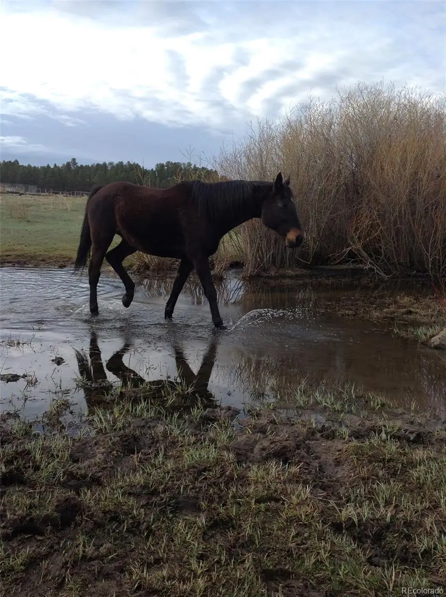 E Cherry Creek Road, Larkspur, CO 80118 - Image #3