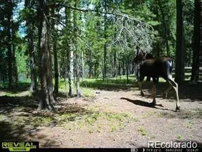 3 Paiute Road, Evergreen, CO 80439 - Image #2