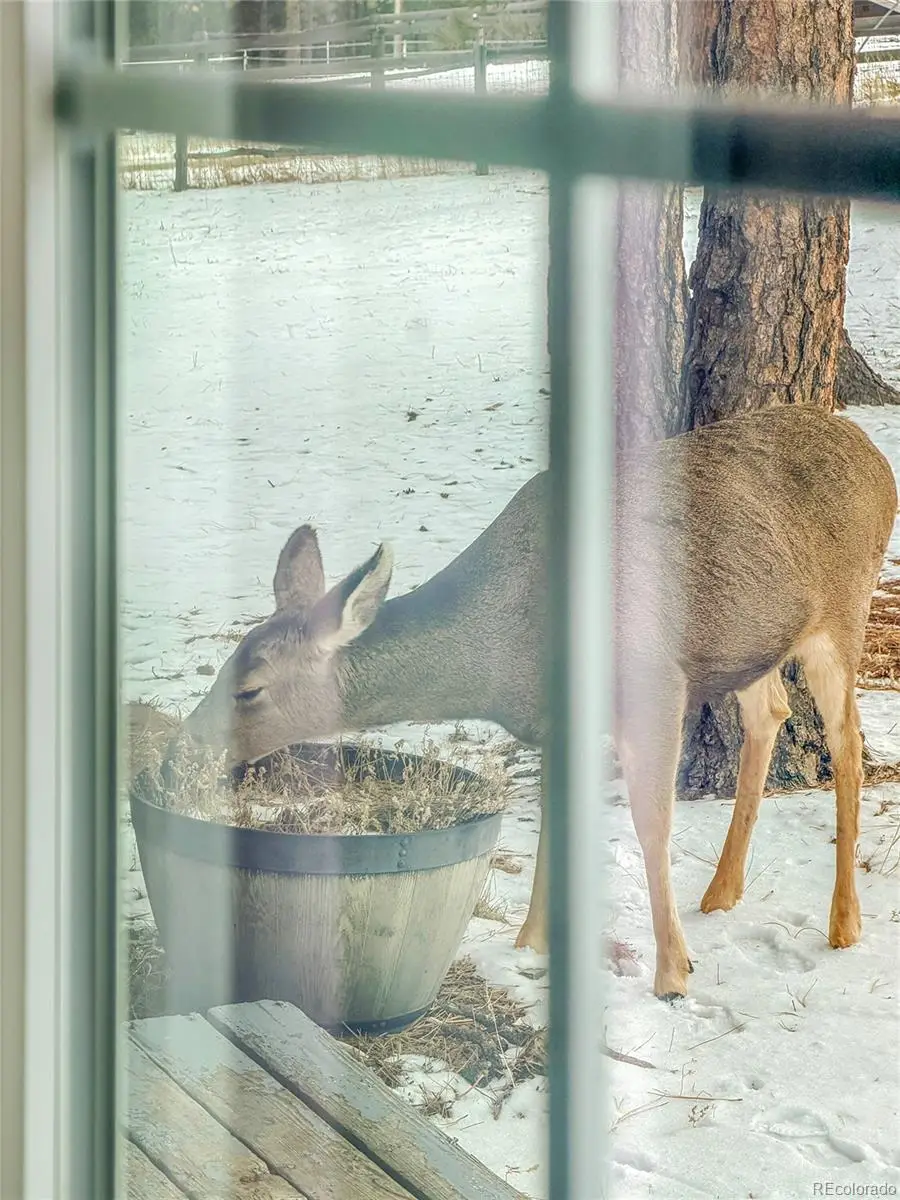 99 Mohawk Trail, Pine, CO 80470 - Image #3