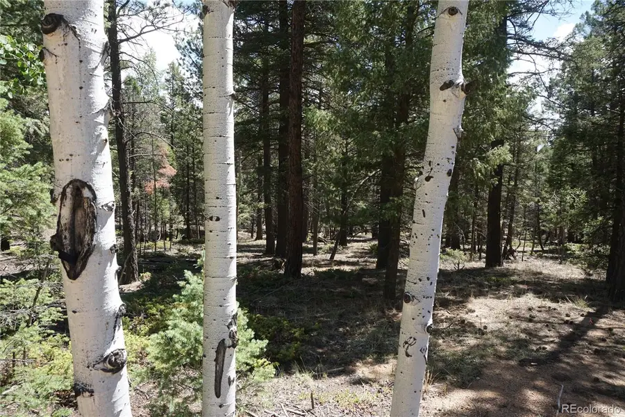 616 Indian Creek Road, Florissant, CO 80816 - #2