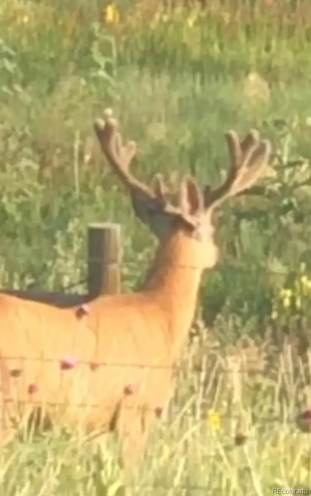 Tbd S. Blaney Road, Peyton, CO 80831 - #3