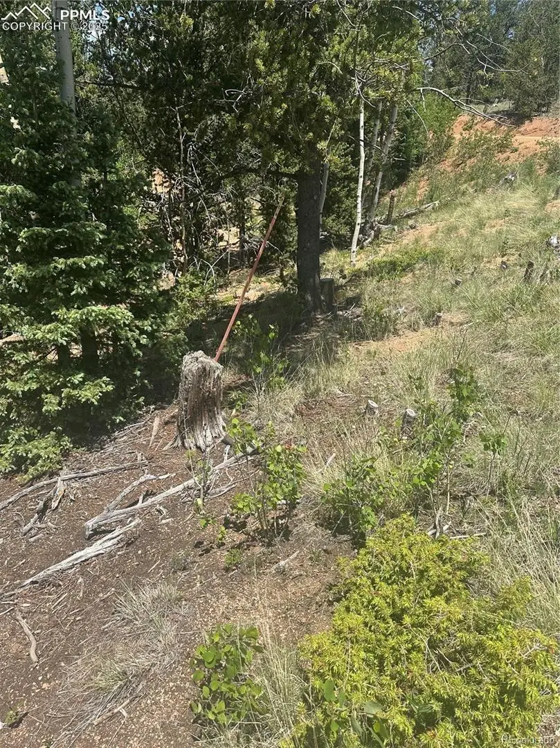 110 Brown Bear Lane, Cripple Creek, CO 80813 - #2