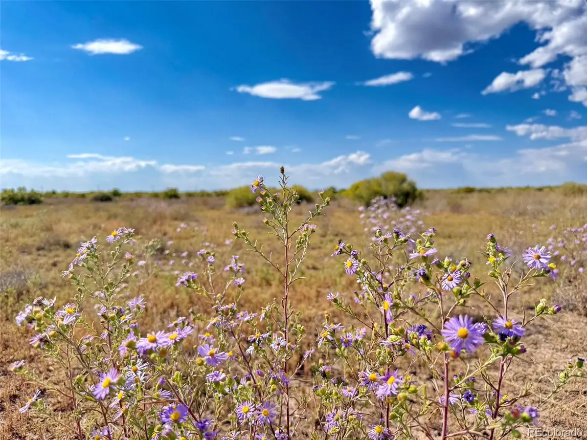 8 Sangre De Cristo, Mosca, CO 81146 - #1