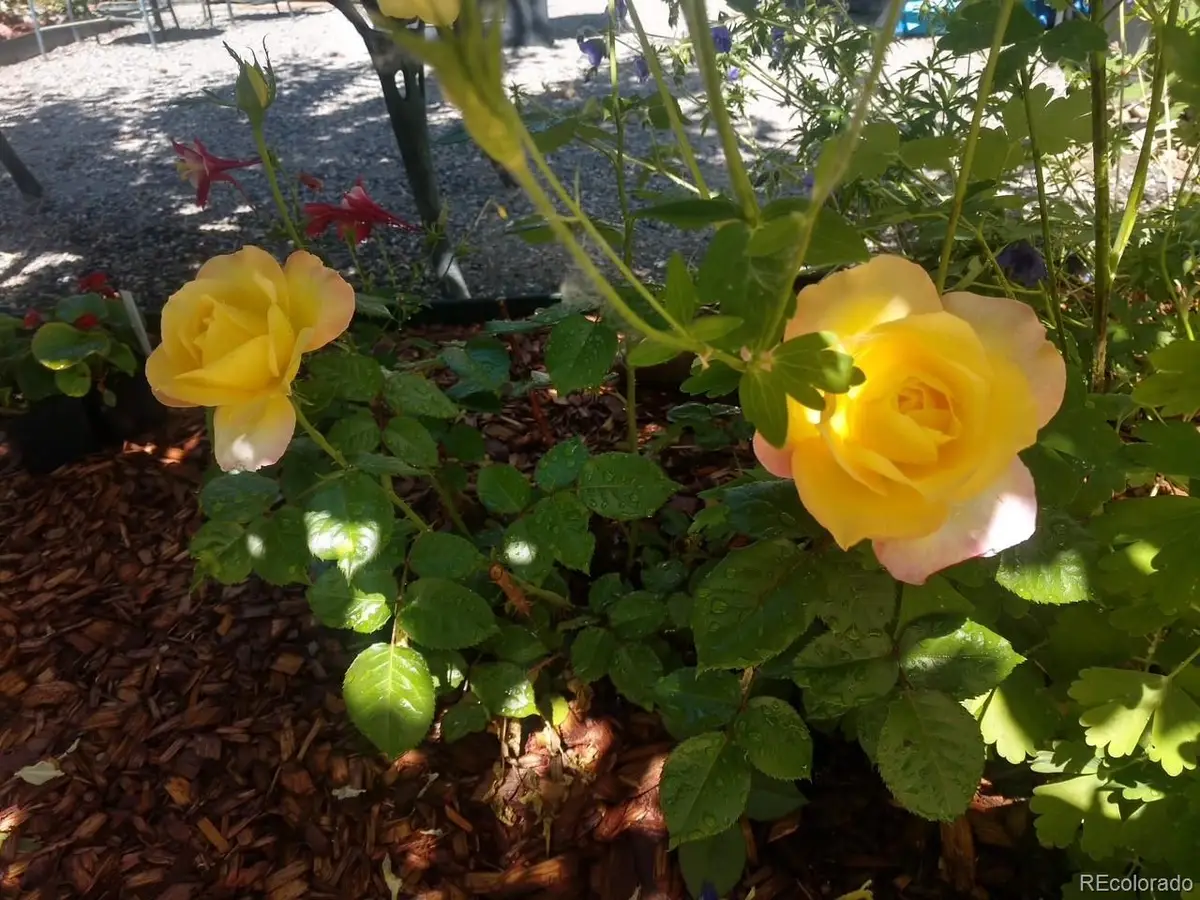 15082 W 69th Place, Arvada, CO 80007 - Image #1