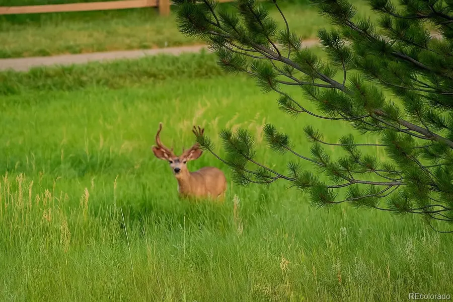 9788 S Johnson Way, Littleton, CO 80127 - #2