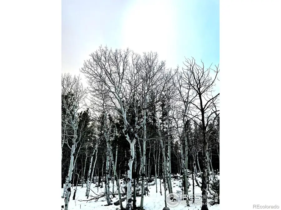 246 Tahosa Park South Road, Allenspark, CO 80510 - Image #3